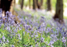 WREKIN_bluebellsmini